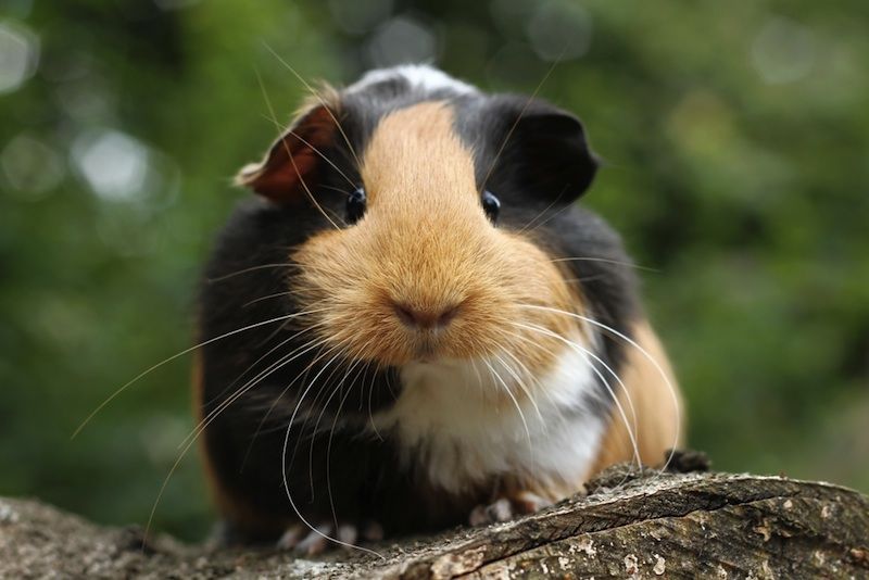 Guinea pig